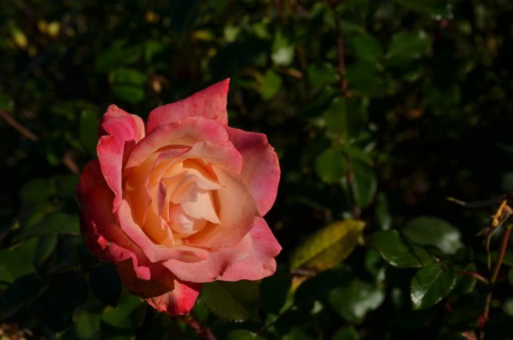 DSC_0897_zps00f2f71d.jpg